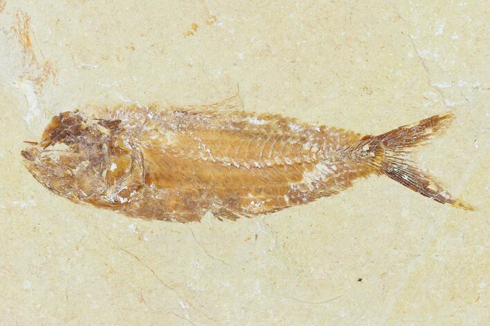 Cretaceous Fossil Fish (Ctenodentelops?) - Nammoura Quarry #162813